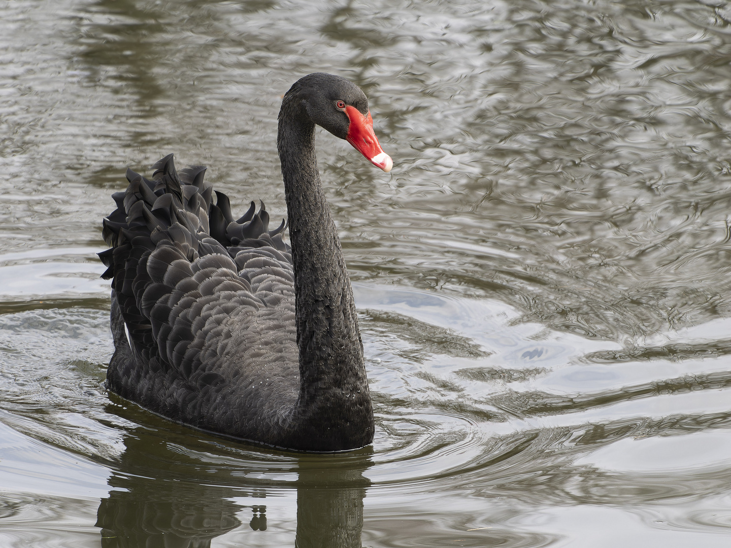 black beauty