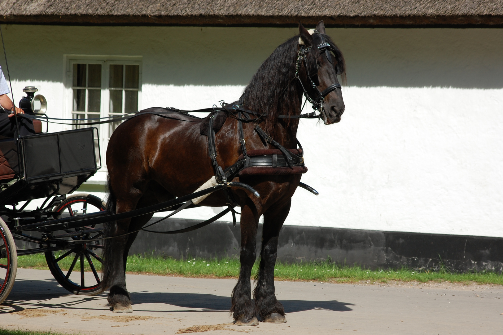 Black beauty