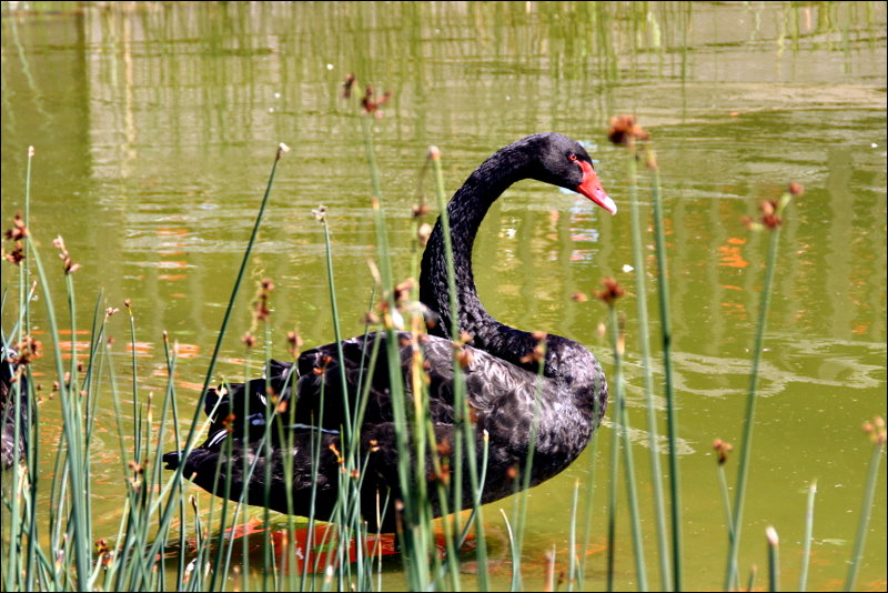 Black Beauty