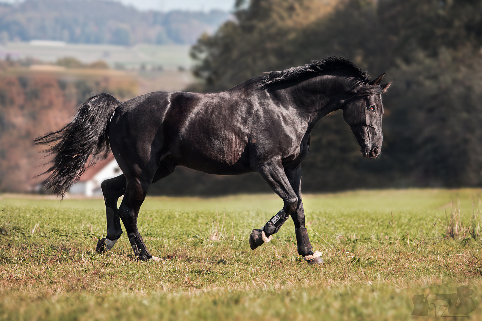 Black Beauty