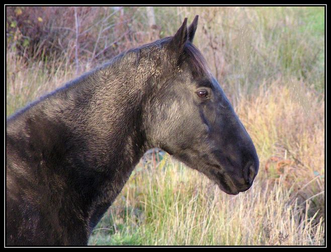 Black Beauty