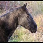 Black Beauty