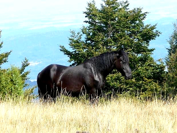 Black Beauty