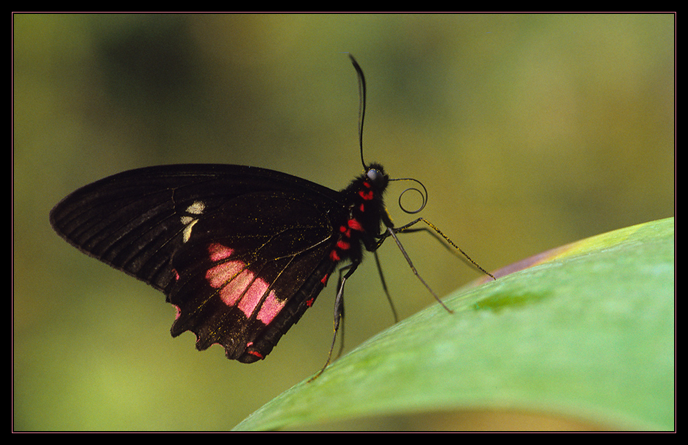 Black Beauty