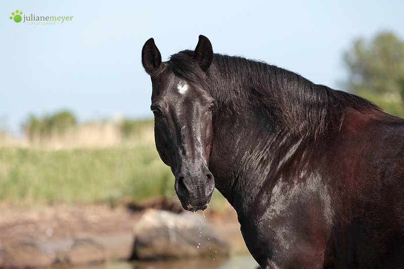 Black Beauty