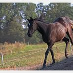 Black Beauty