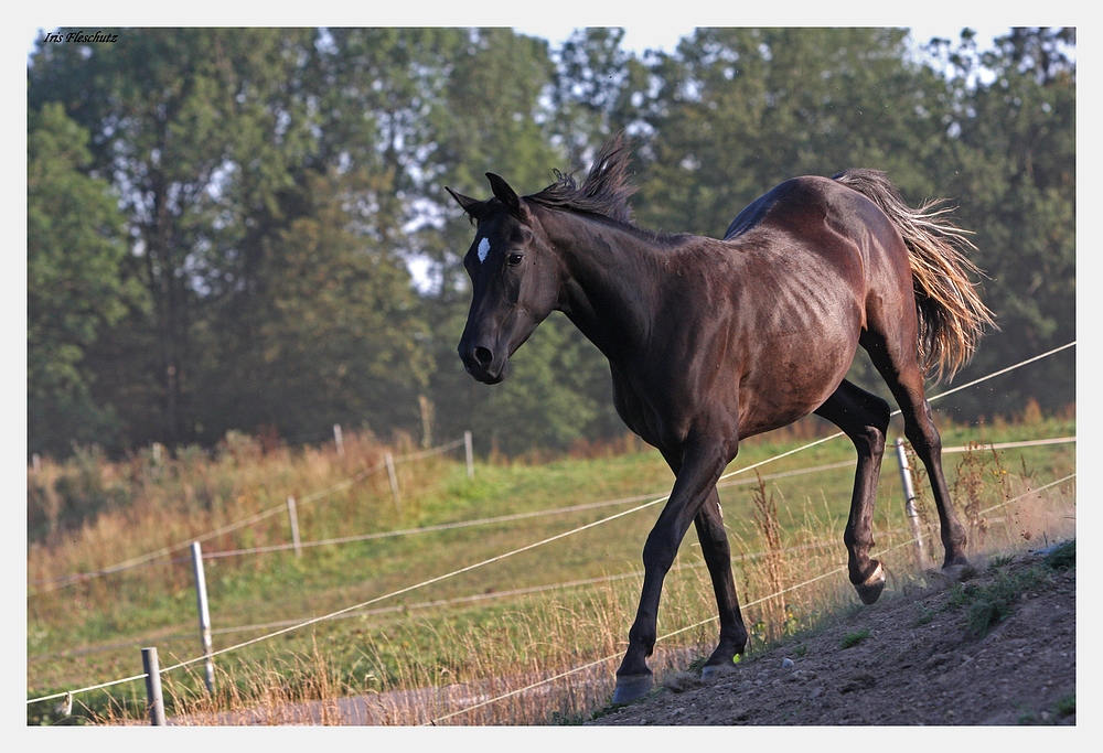 Black Beauty