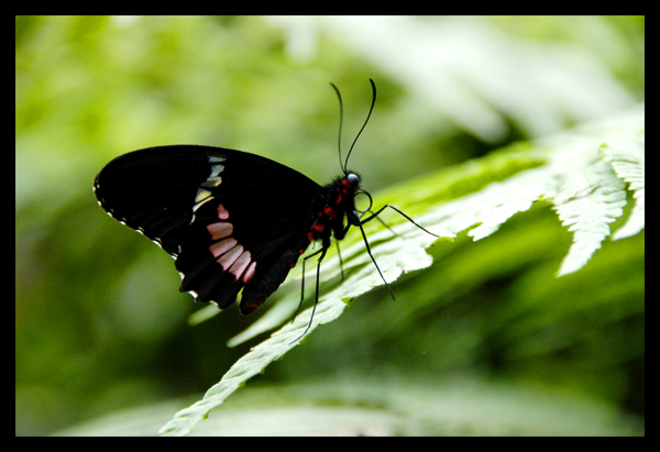 black beauty