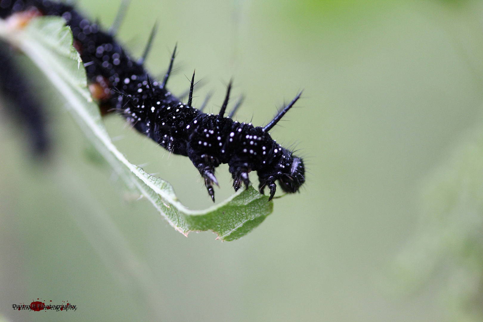 Black Beauty