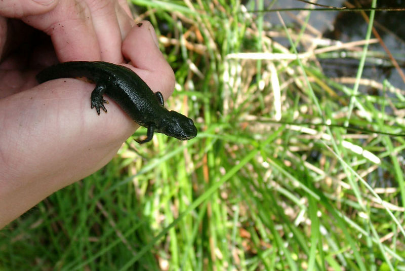 black beauty