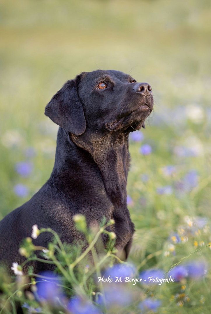 Black Beauty