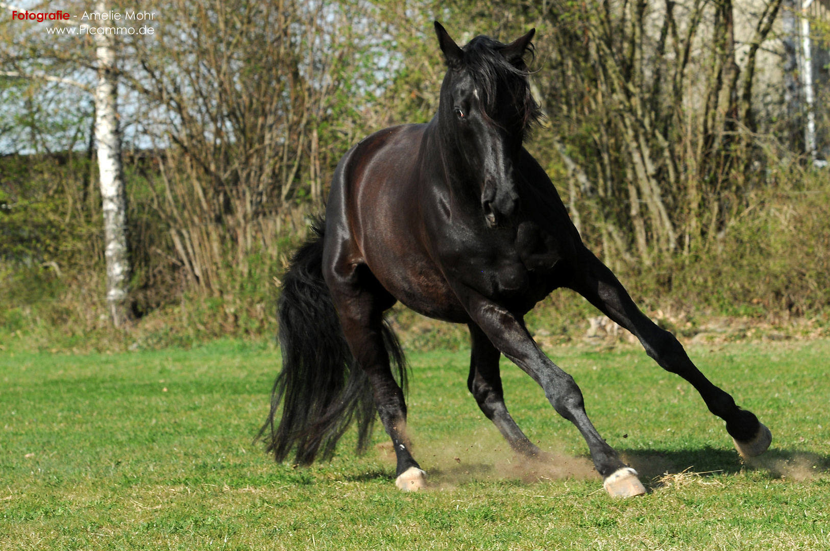 Black Beauty