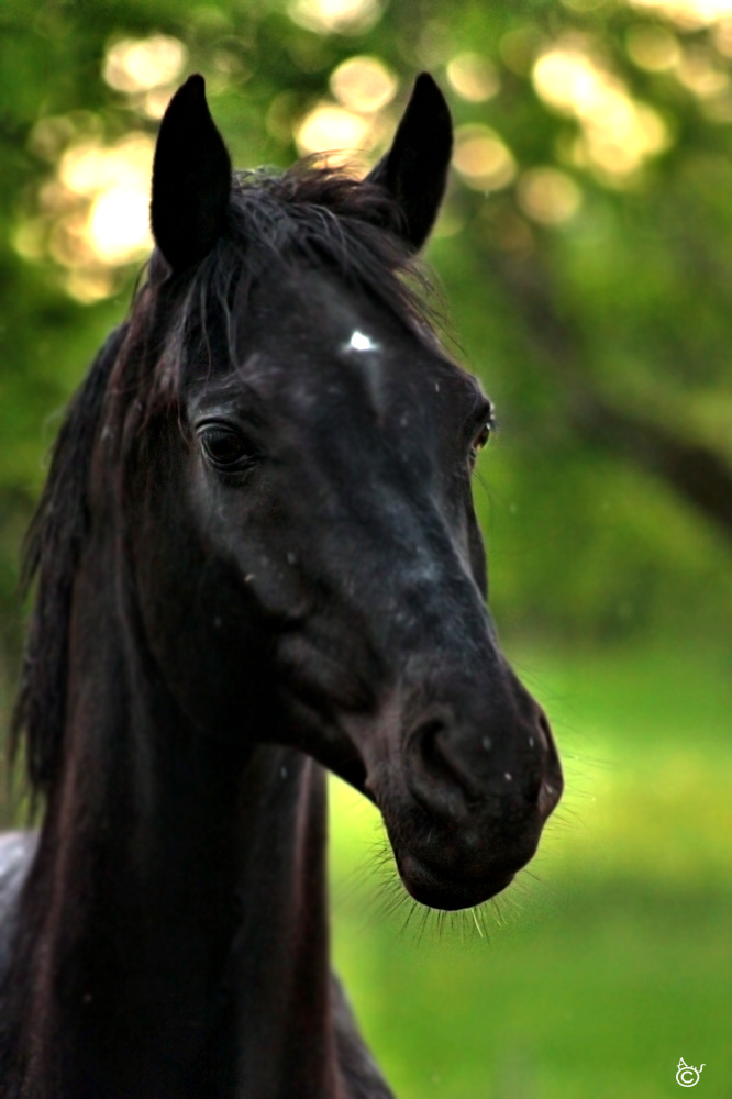 Black Beauty Pferd Black Beauty Pferd