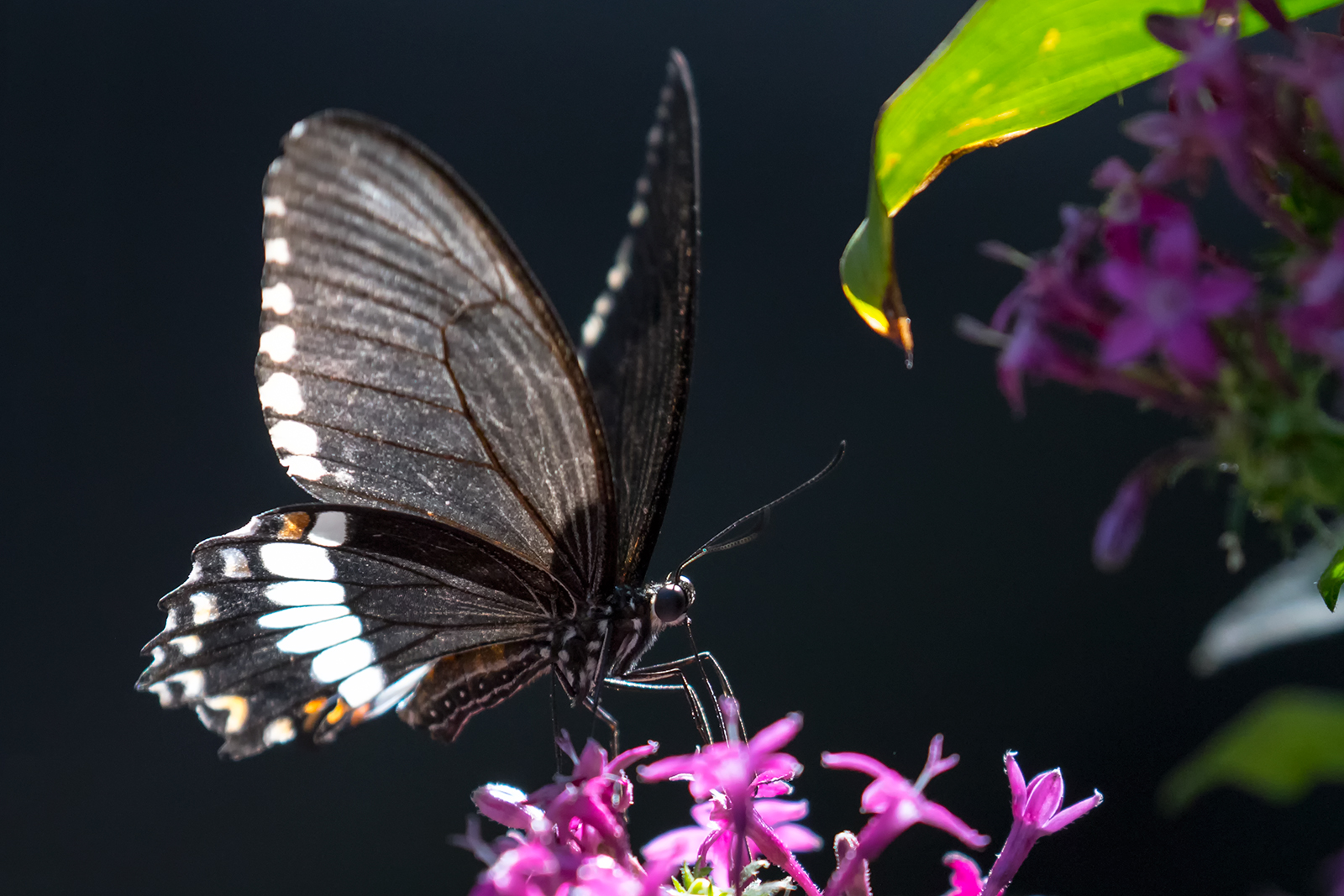 black beauty