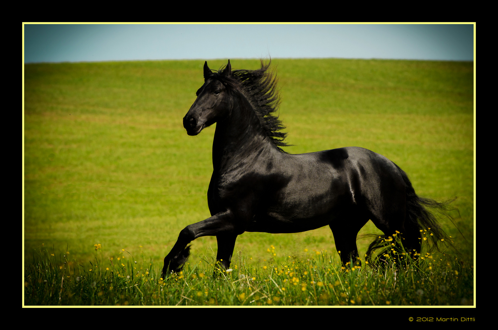 "Black Beauty"