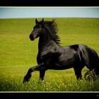 "Black Beauty"