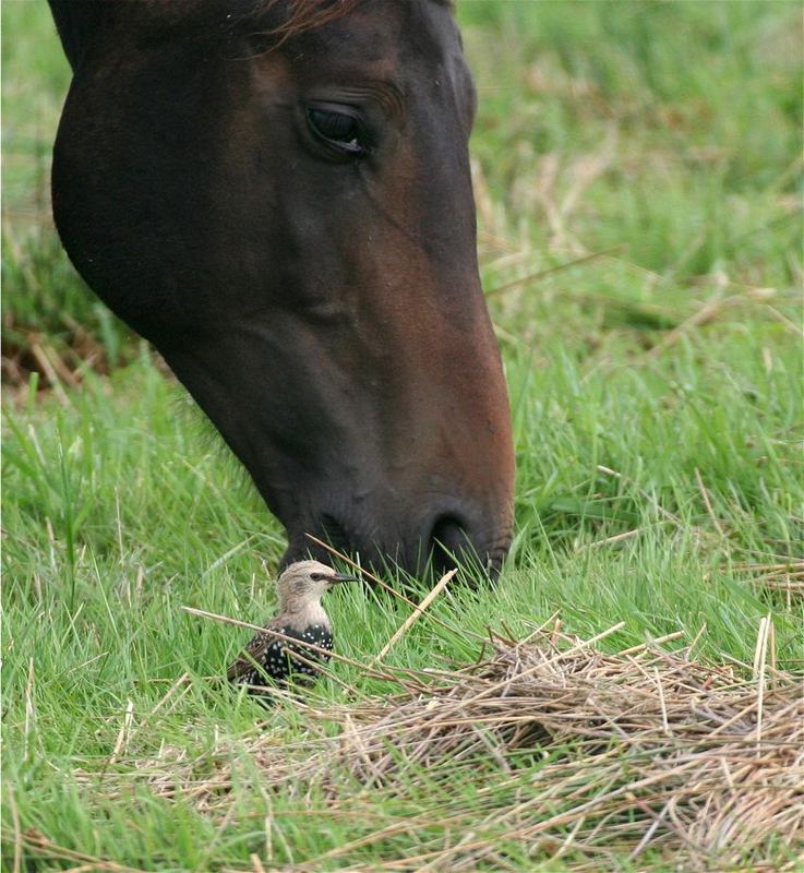 black beauty and starlet