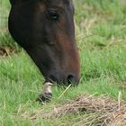 black beauty and starlet