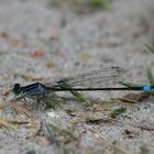 Black Beauty - Azurjungfern Libelle