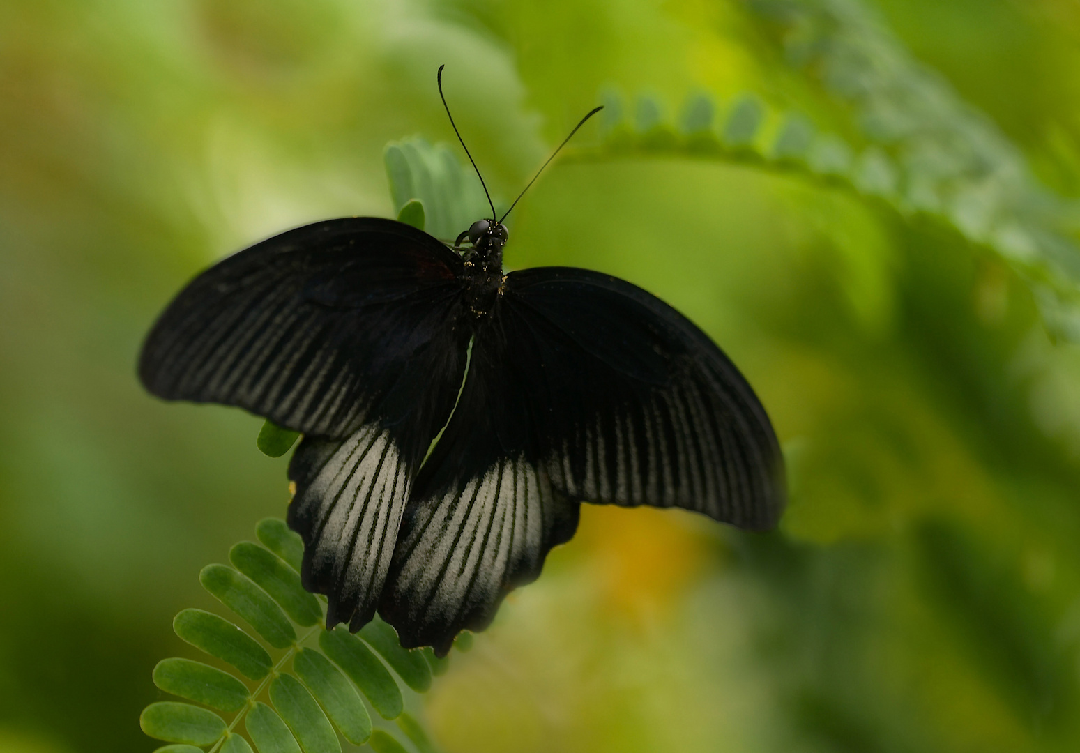 Black Beauty