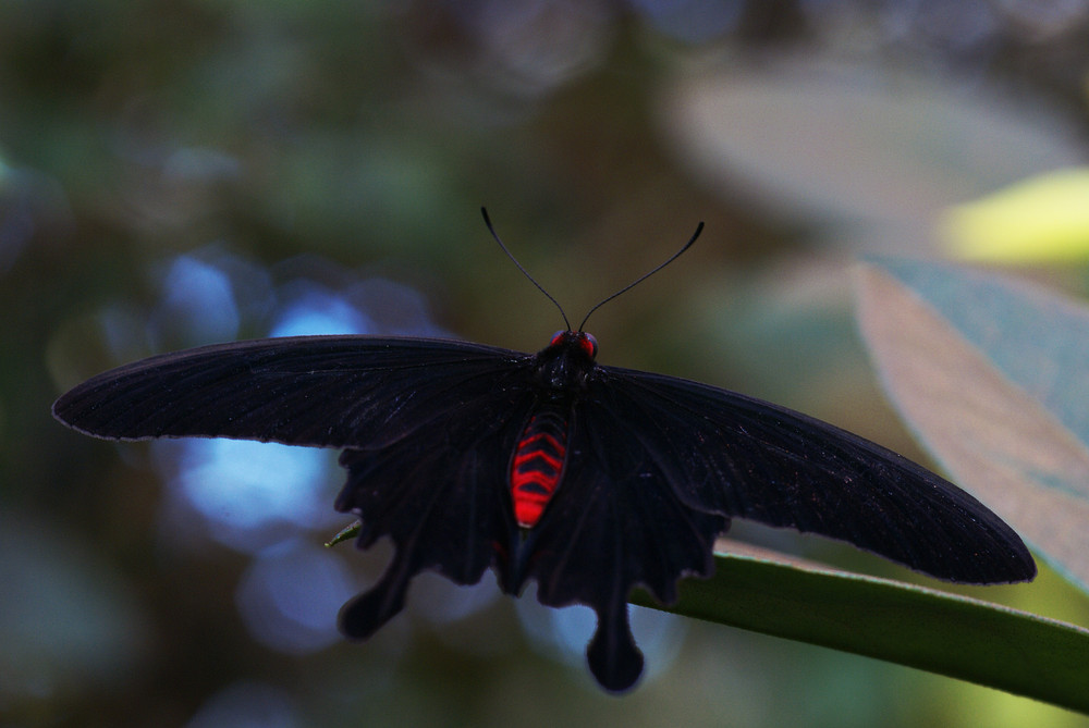 black beauty beflügelt