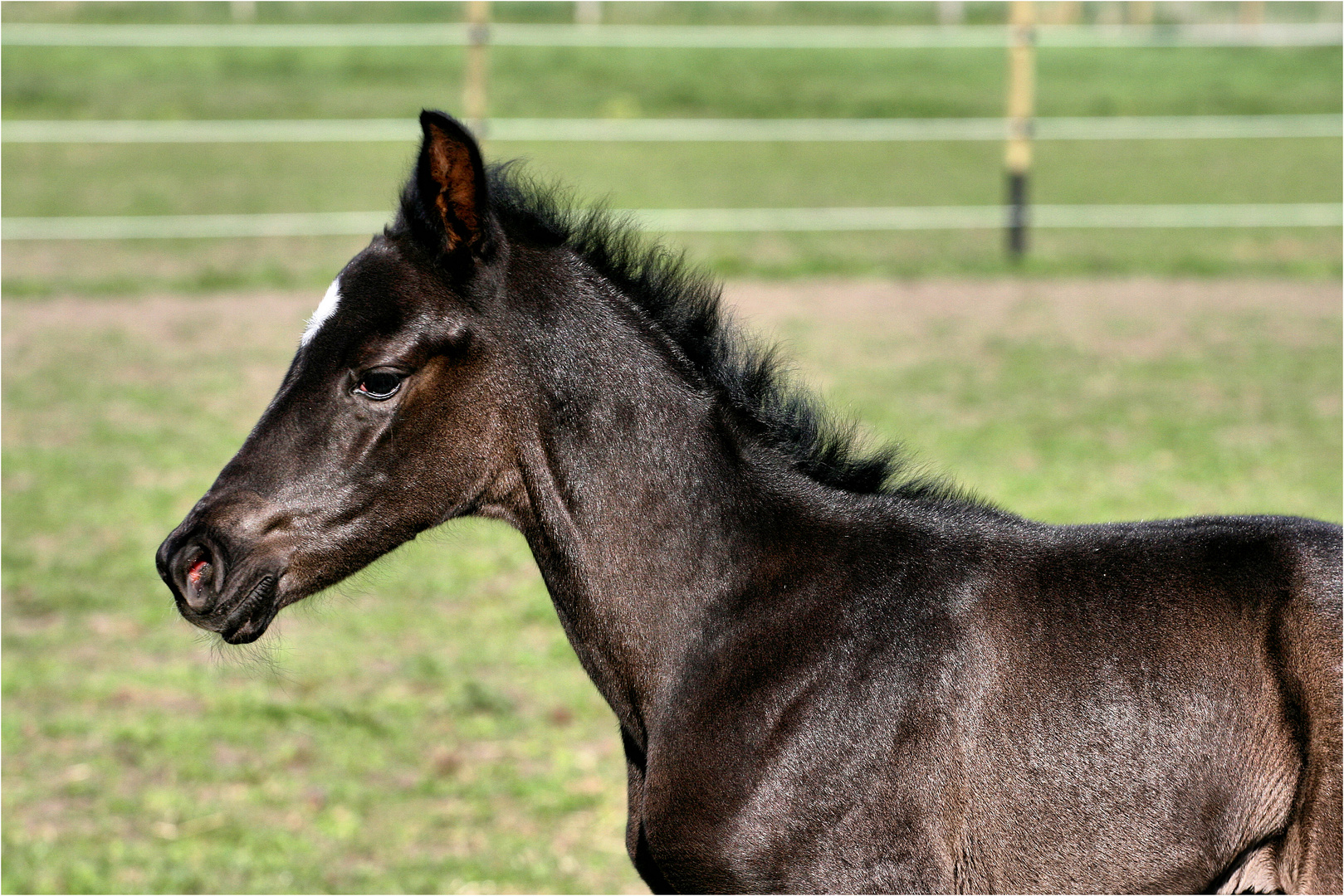 Black Beauty