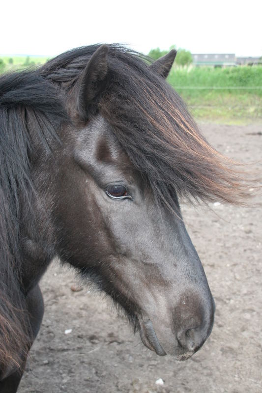 Black Beauty