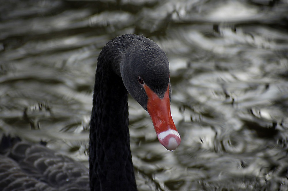 black beauty