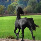 Black Beauty