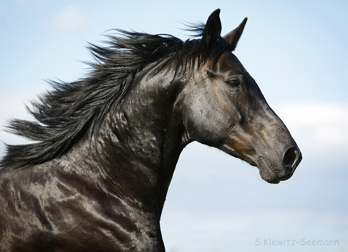 Black Beauty