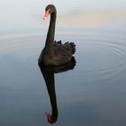 Black beauty - ein Trauerschwan