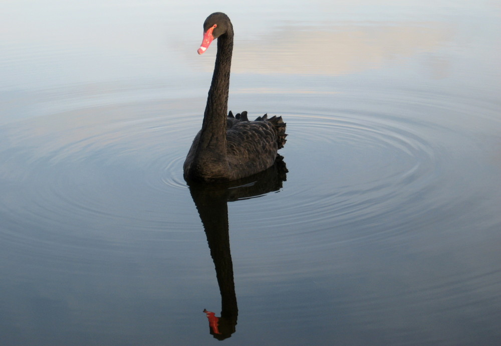 Black beauty - ein Trauerschwan