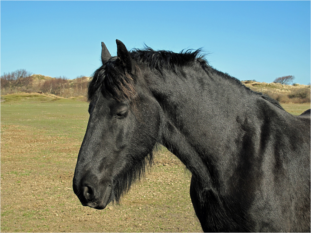 Black Beauty