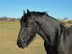 Black Beauty