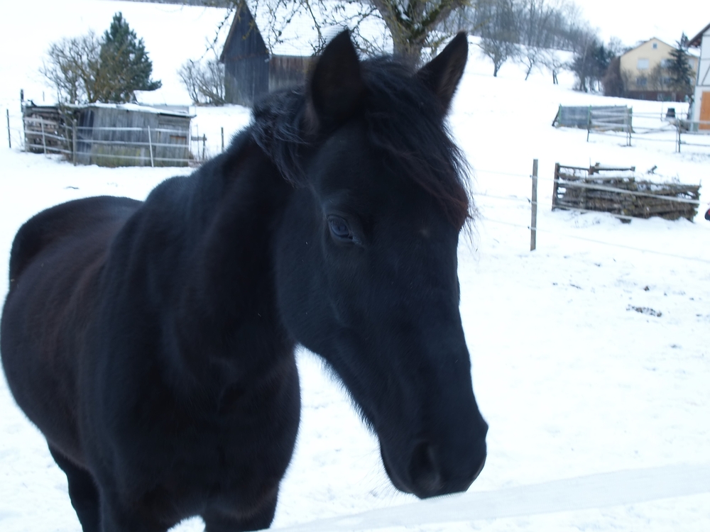 Black Beauty im Schnee