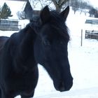 Black Beauty im Schnee