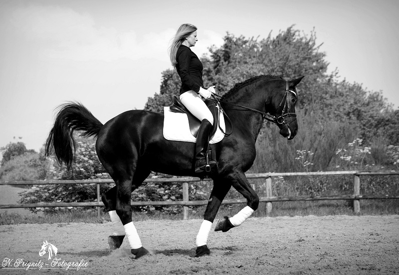 Black Beauty im Training