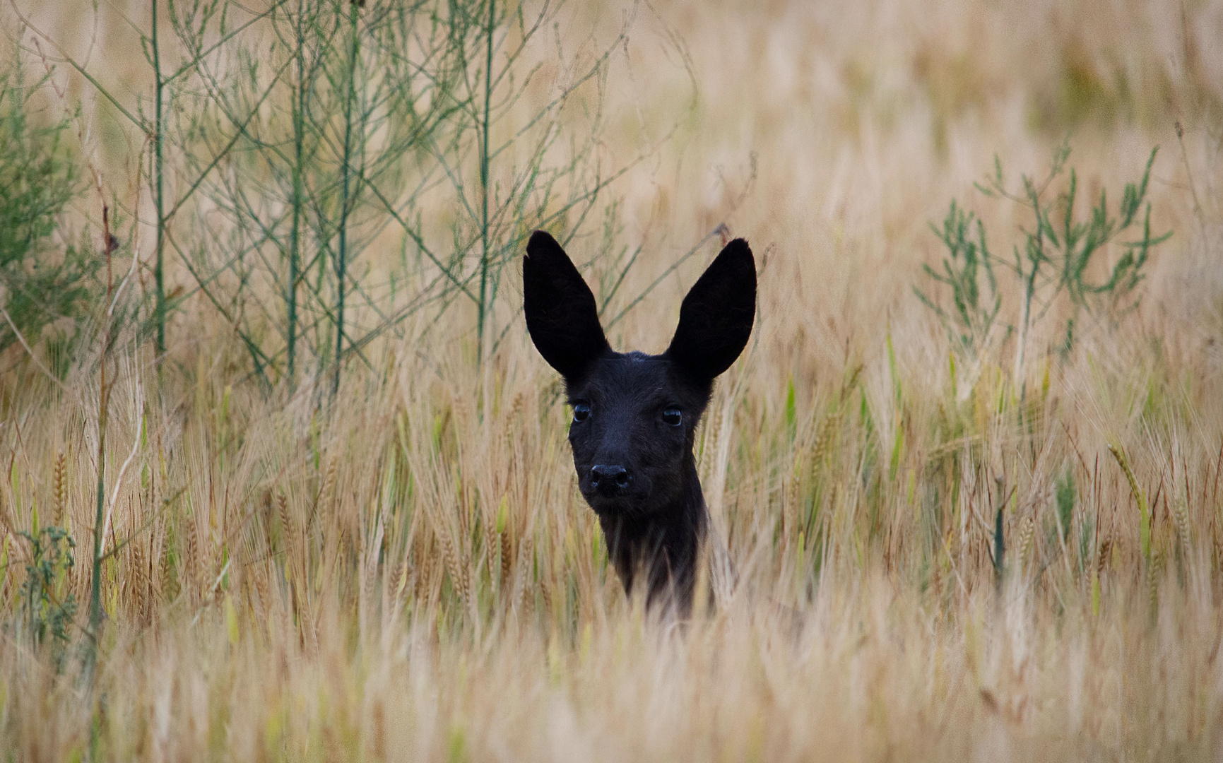 "Black beauty" mal anders ..