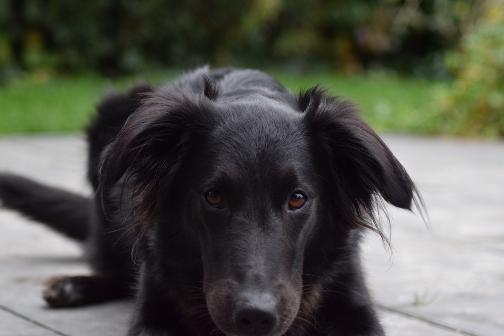 Black Beauty my dog