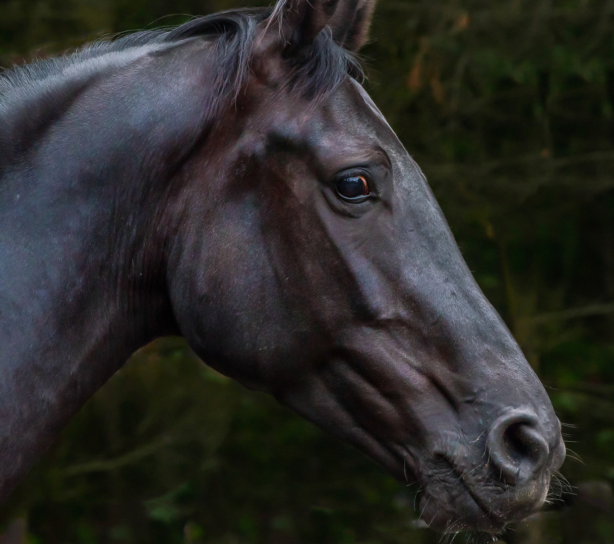 Black Beauty portrait