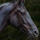 Black Beauty portrait