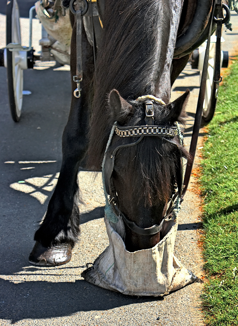 Black Beauty von Glendalough