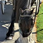 Black Beauty von Glendalough