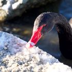 black beauty with red eyes