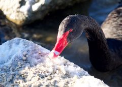 black beauty with red eyes