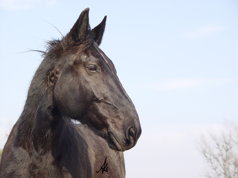 Black Beauty.....aber.......