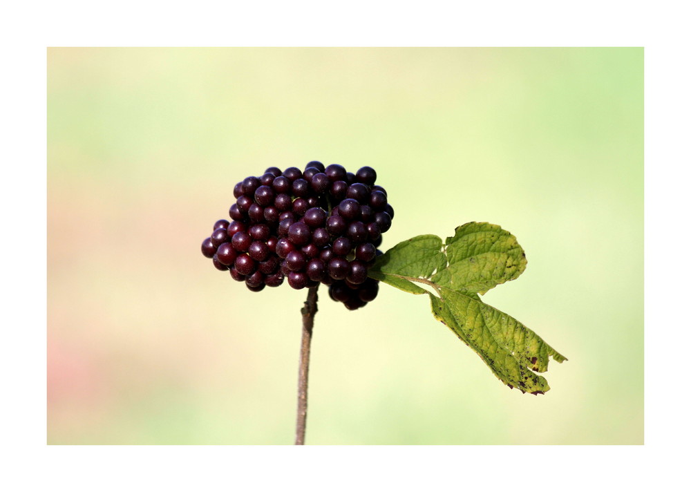 Black Beautyberry