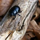 Black Beetle