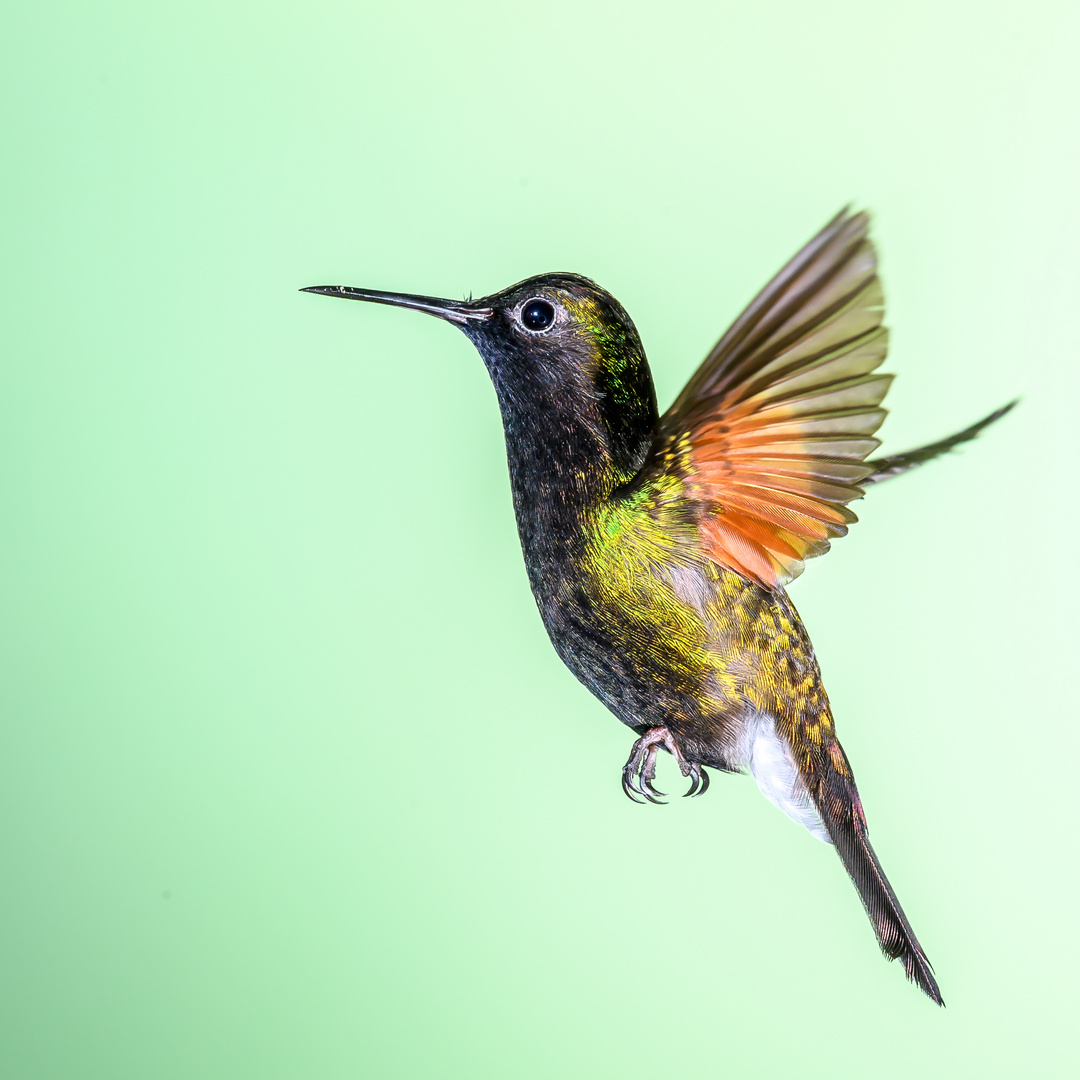 Black-bellied Hummingbird M