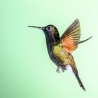 Black-bellied Hummingbird M